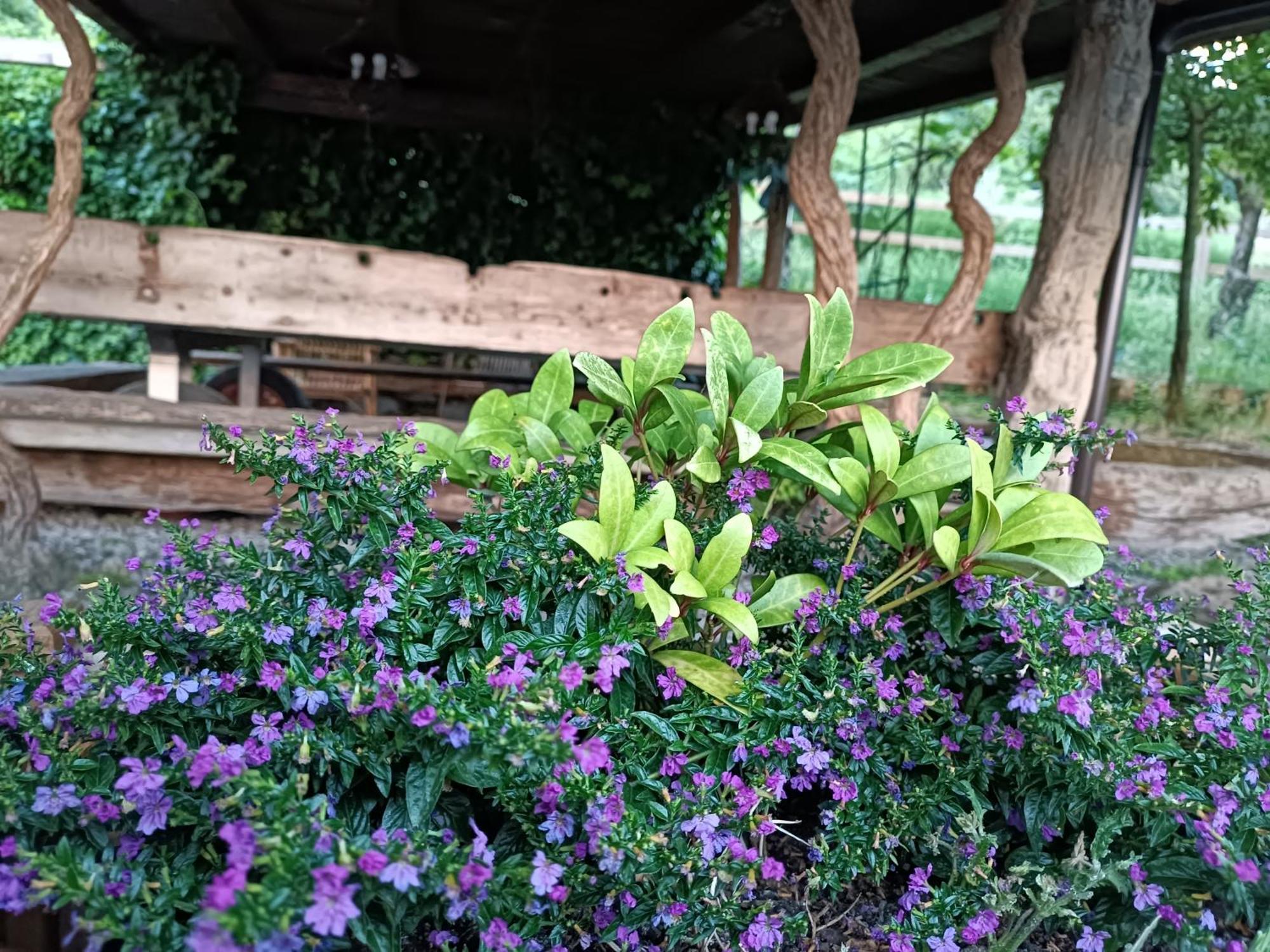 Fattoria Branciana Bed & Breakfast Rossena Ngoại thất bức ảnh